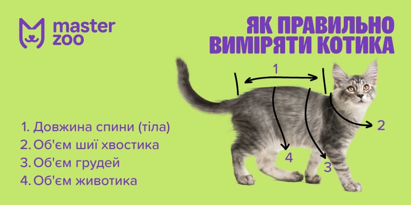 Инфографика одеджа для кошки | MasterZoo