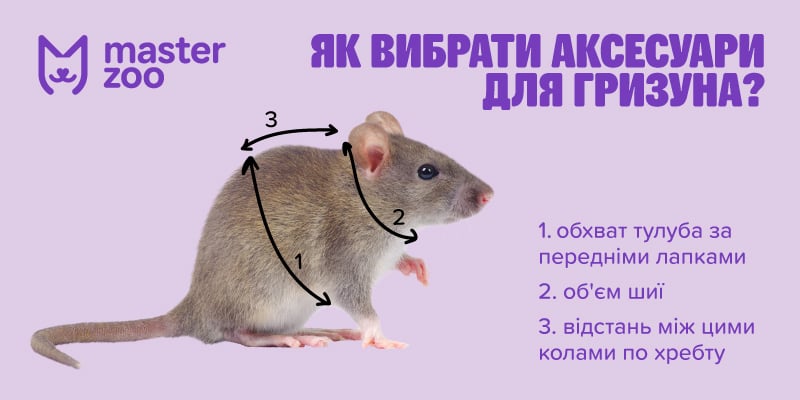 Инфографика амуниция для грызуна | MasterZoo